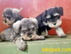 MÜKEMMEL KALİTEDE MİNYATÜR SCHNAUZER YAVRULAR 1