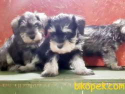 MÜKEMMEL KALİTEDE MİNYATÜR SCHNAUZER YAVRULAR 2