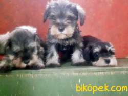 MÜKEMMEL KALİTEDE MİNYATÜR SCHNAUZER YAVRULAR 3