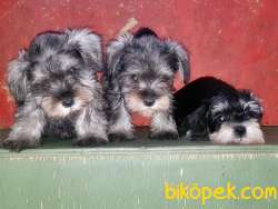 MÜKEMMEL KALİTEDE MİNYATÜR SCHNAUZER YAVRULAR 5