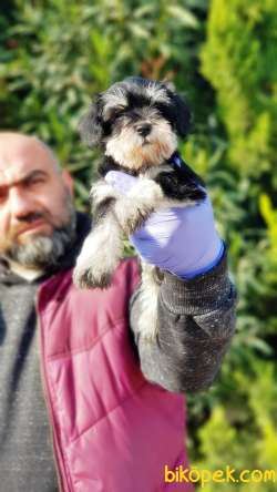 MÜKEMMEL KALİTEDE MİNYATÜR SCHNAUZER YAVRULAR 2