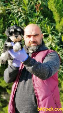 MÜKEMMEL KALİTEDE MİNYATÜR SCHNAUZER YAVRULAR 1