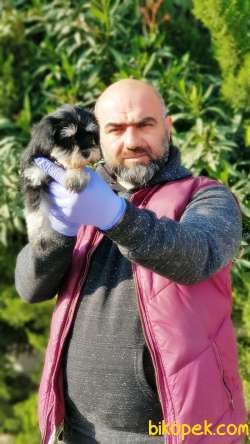 MÜKEMMEL KALİTEDE MİNYATÜR SCHNAUZER YAVRULAR 4