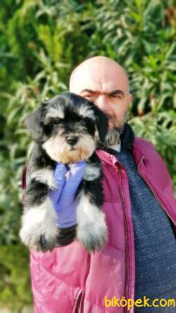 MÜKEMMEL KALİTEDE MİNYATÜR SCHNAUZER YAVRULAR 3