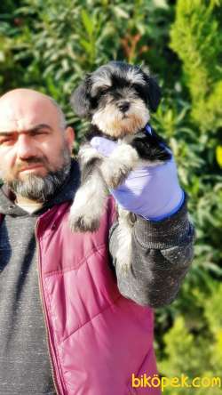 MÜKEMMEL KALİTEDE MİNYATÜR SCHNAUZER YAVRULAR 5