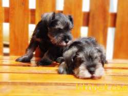MÜKEMMEL KALİTEDE MİNYATÜR SCHNAUZER YAVRULAR 4