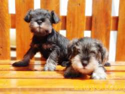 MÜKEMMEL KALİTEDE MİNYATÜR SCHNAUZER YAVRULAR 3