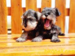 MÜKEMMEL KALİTEDE MİNYATÜR SCHNAUZER YAVRULAR 2