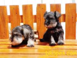 MÜKEMMEL KALİTEDE MİNYATÜR SCHNAUZER YAVRULAR 5