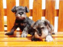 MÜKEMMEL KALİTEDE MİNYATÜR SCHNAUZER YAVRULAR 1