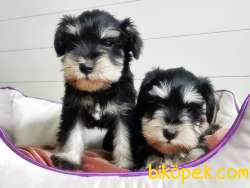 MÜKEMMEL KALİTEDE MİNYATÜR SCHNAUZER YAVRULAR 4