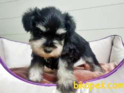 MÜKEMMEL KALİTEDE MİNYATÜR SCHNAUZER YAVRULAR 5