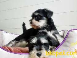 MÜKEMMEL KALİTEDE MİNYATÜR SCHNAUZER YAVRULAR 2