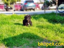 MÜKEMMEL KALİTEDE MİNYATÜR SCHNAUZER YAVRULAR 2