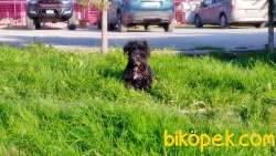 MÜKEMMEL KALİTEDE MİNYATÜR SCHNAUZER YAVRULAR 3