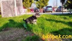 MÜKEMMEL KALİTEDE MİNYATÜR SCHNAUZER YAVRULAR 5
