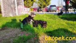 MÜKEMMEL KALİTEDE MİNYATÜR SCHNAUZER YAVRULAR 4