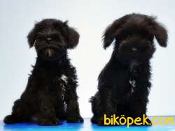 MÜKEMMEL KALİTEDE MİNYATÜR SCHNAUZER YAVRULAR 3