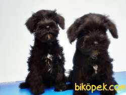 MÜKEMMEL KALİTEDE MİNYATÜR SCHNAUZER YAVRULAR 5