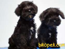 MÜKEMMEL KALİTEDE MİNYATÜR SCHNAUZER YAVRULAR 4