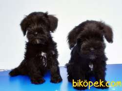 MÜKEMMEL KALİTEDE MİNYATÜR SCHNAUZER YAVRULAR 2