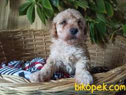 Mükemmel Kalitede Minyatür  Toy Poodle Bebeklerimiz 2