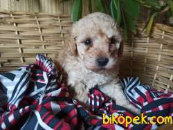 Mükemmel Kalitede Minyatür  Toy Poodle Bebeklerimiz 4