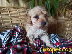 Mükemmel Kalitede Minyatür  Toy Poodle Bebeklerimiz 3