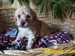 Mükemmel Kalitede Minyatür  Toy Poodle Bebeklerimiz 1