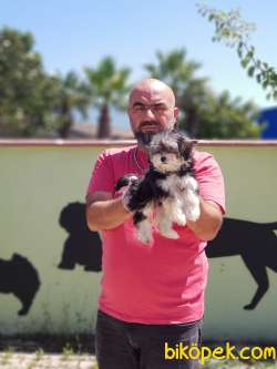 DİZAYN IRK MORKİE YAVRUMUZ 3
