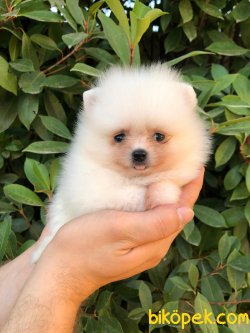 MÜKEMMEL KALİTEDE POMERANİAN BOO DİŞİ YAVRUMUZ 1