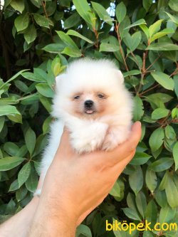MÜKEMMEL KALİTEDE POMERANİAN BOO DİŞİ YAVRUMUZ 3