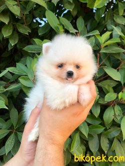 MÜKEMMEL KALİTEDE POMERANİAN BOO DİŞİ YAVRUMUZ 2