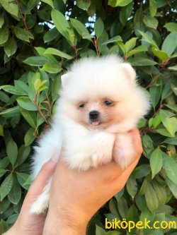 MÜKEMMEL KALİTEDE POMERANİAN BOO DİŞİ YAVRUMUZ 4