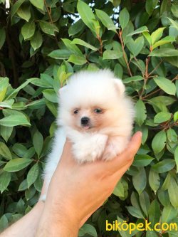 MÜKEMMEL KALİTEDE POMERANİAN BOO DİŞİ YAVRUMUZ 5