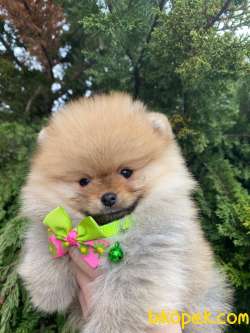 MÜKEMMEL KALİTEDE POMERANİAN BOO YAVRUMUZ 1
