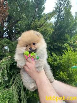 MÜKEMMEL KALİTEDE POMERANİAN BOO YAVRUMUZ 5