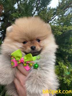 MÜKEMMEL KALİTEDE POMERANİAN BOO YAVRUMUZ 4