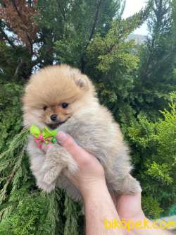 MÜKEMMEL KALİTEDE POMERANİAN BOO YAVRUMUZ 3