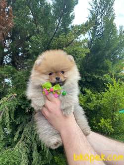 MÜKEMMEL KALİTEDE POMERANİAN BOO YAVRUMUZ 2