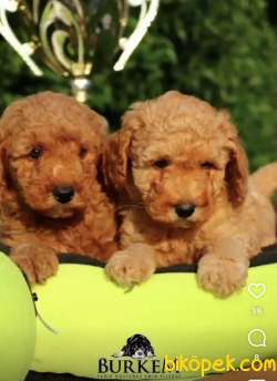 Mükemmel Kalitede Poodle Yavruları 2