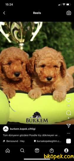 Mükemmel Kalitede Poodle Yavruları 3