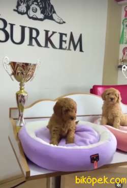 Mükemmel Kalitede Poodle Yavruları 4