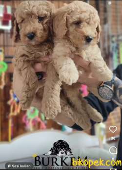 Mükemmel Kalitede Poodle Yavruları