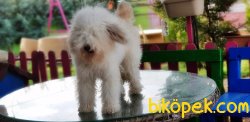 MÜKEMMEL KALİTEDE POODLE YAVRUMUZ 2