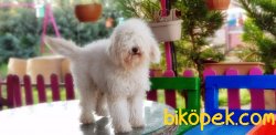 MÜKEMMEL KALİTEDE POODLE YAVRUMUZ 1