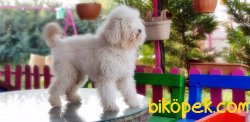 MÜKEMMEL KALİTEDE POODLE YAVRUMUZ 5