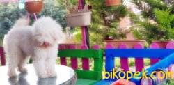 MÜKEMMEL KALİTEDE POODLE YAVRUMUZ 4