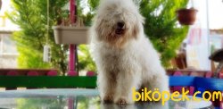 MÜKEMMEL KALİTEDE POODLE YAVRUMUZ 3