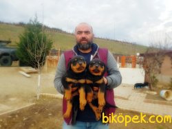 MÜKEMMEL KALİTEDE ROTTWEİLER YAVRULAR 3